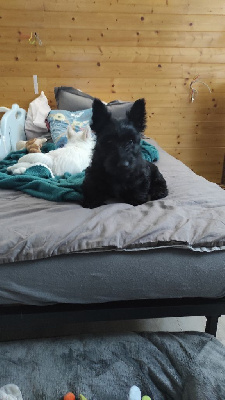 CHIOT VENUS Du Clan des wizards 